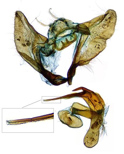 Aethes hartmanniana